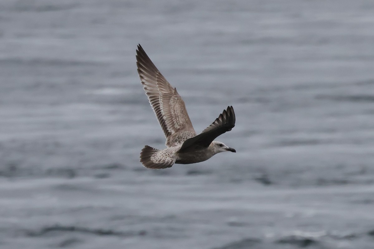 Herring Gull - Manon leduc