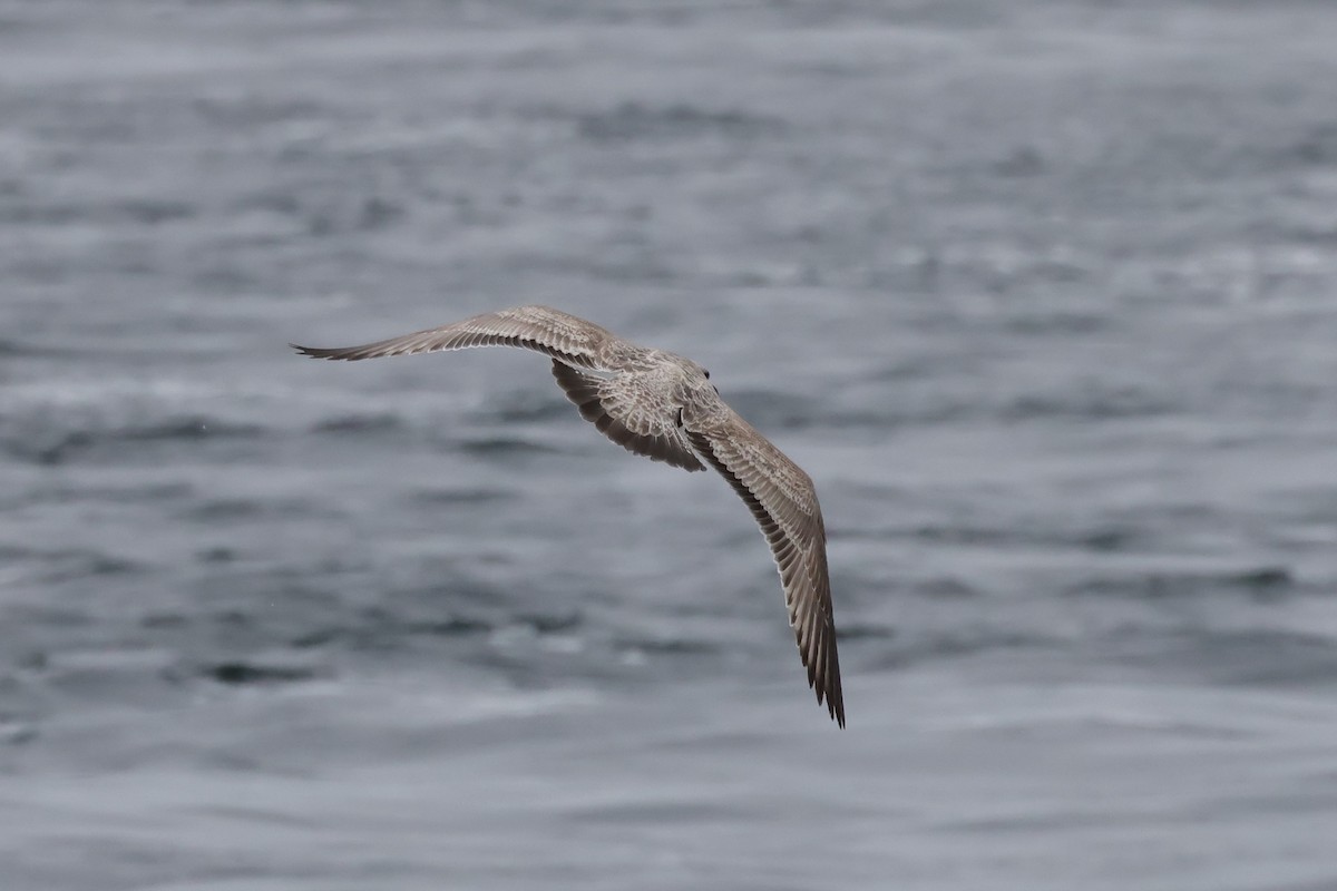 Herring Gull - Manon leduc