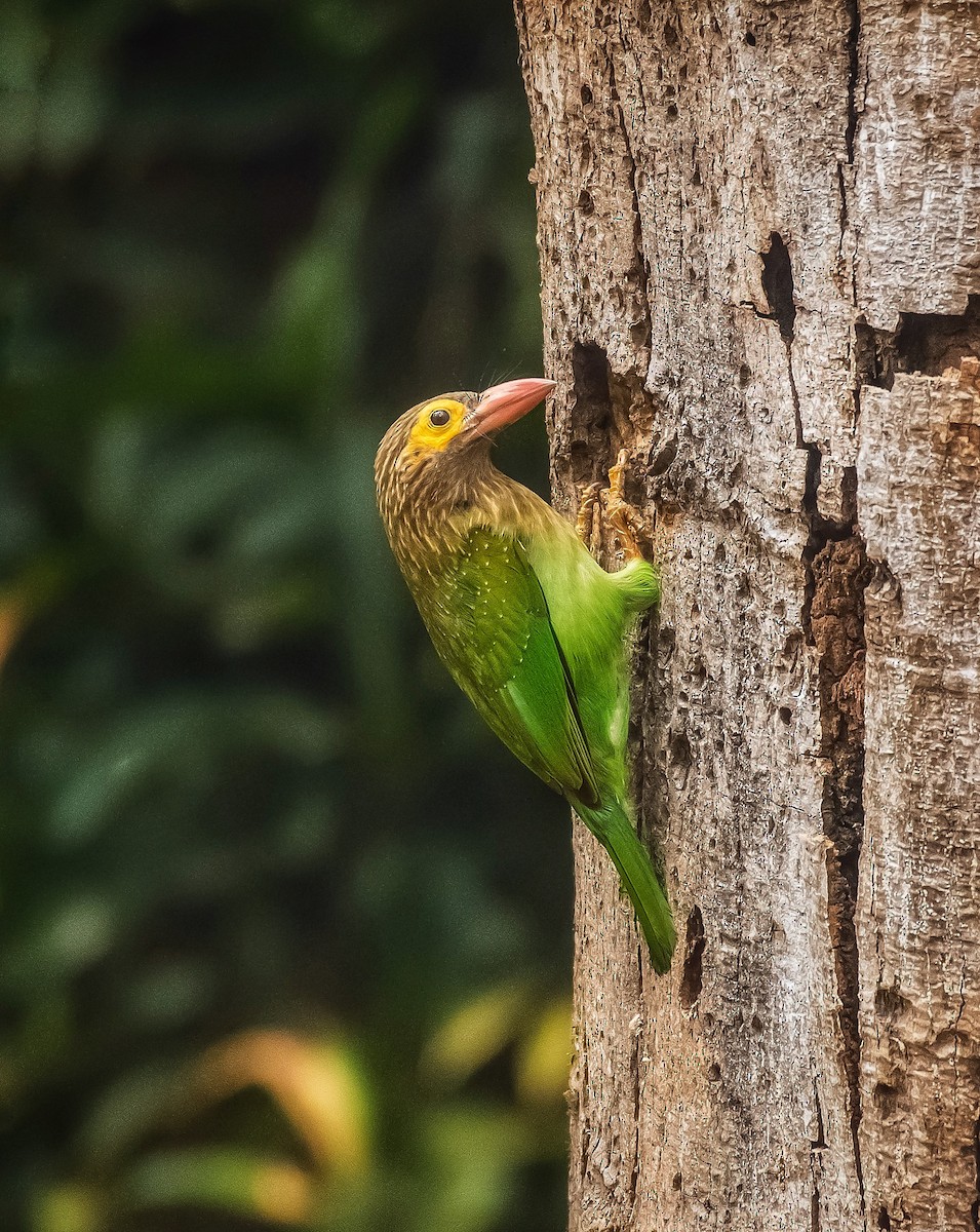 Brown-headed Barbet - ML612982336