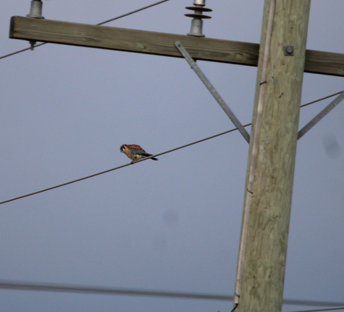 American Kestrel - ML612982348