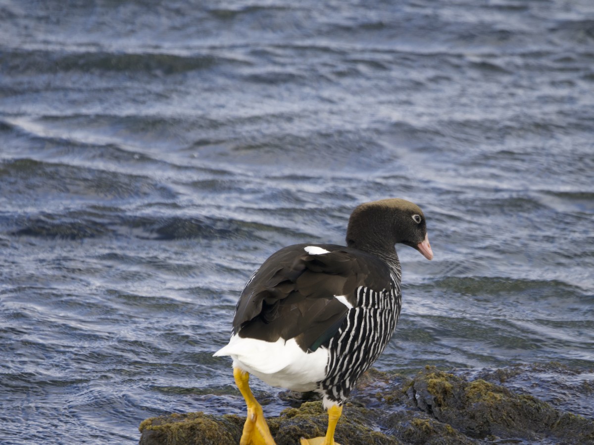 Kelp Goose - ML612982357