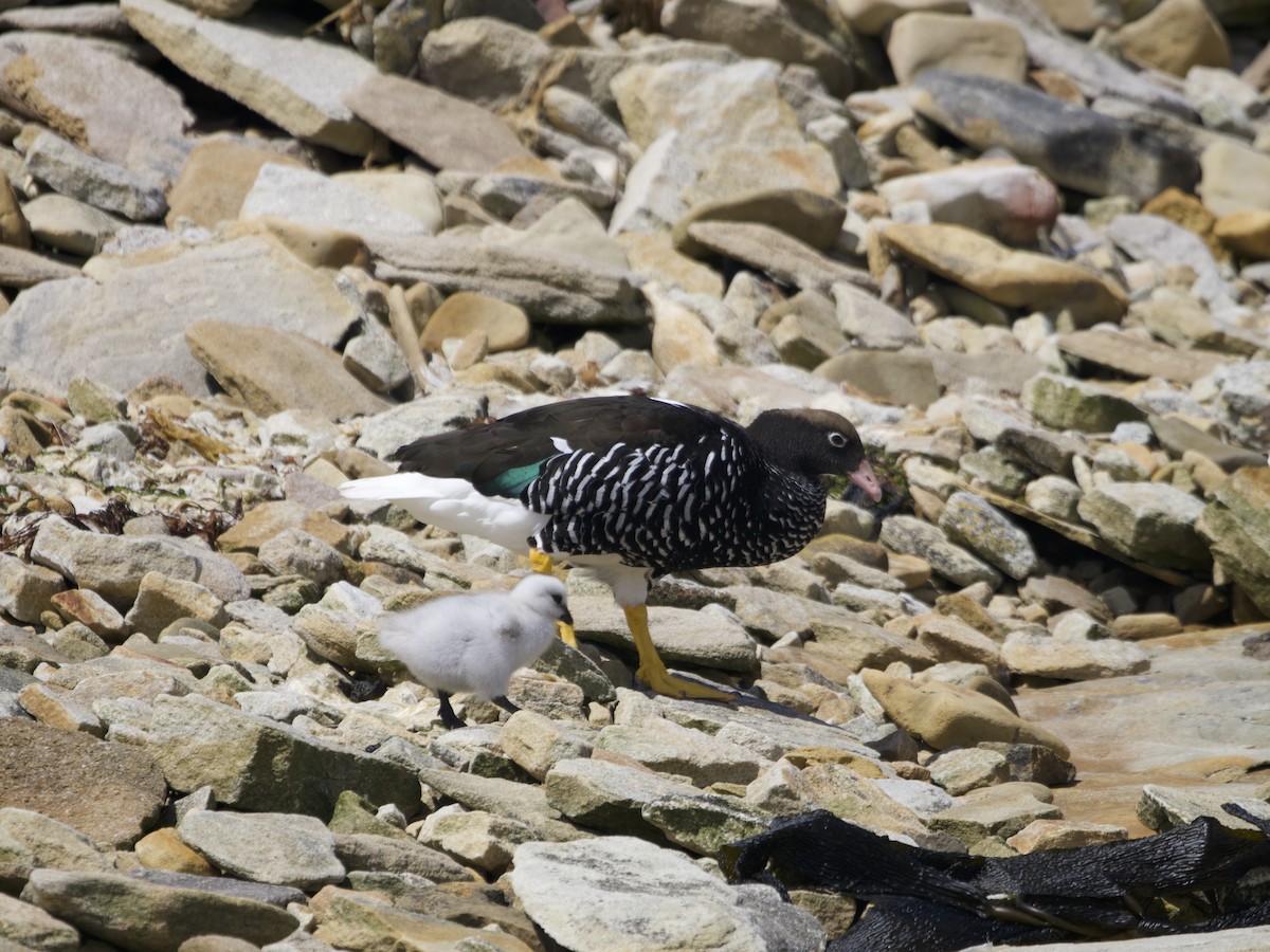 Kelp Goose - ML612982358