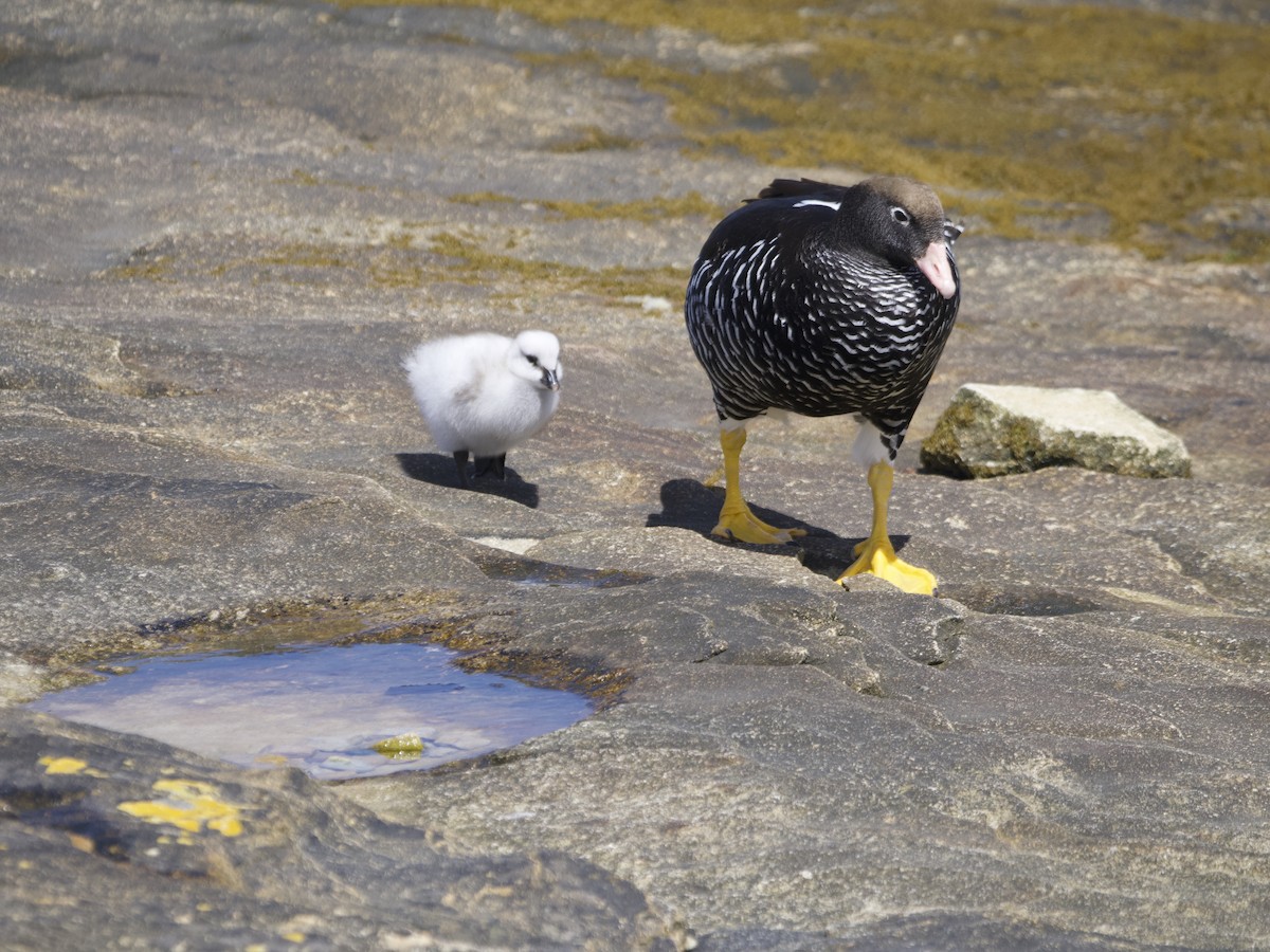 Kelp Goose - ML612982359