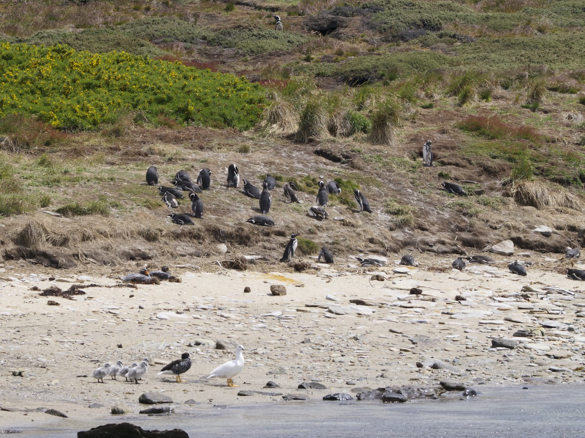 Kelp Goose - ML612982360