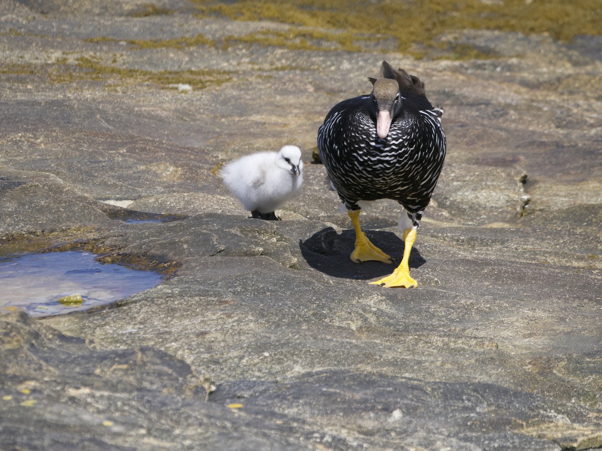 Kelp Goose - ML612982361