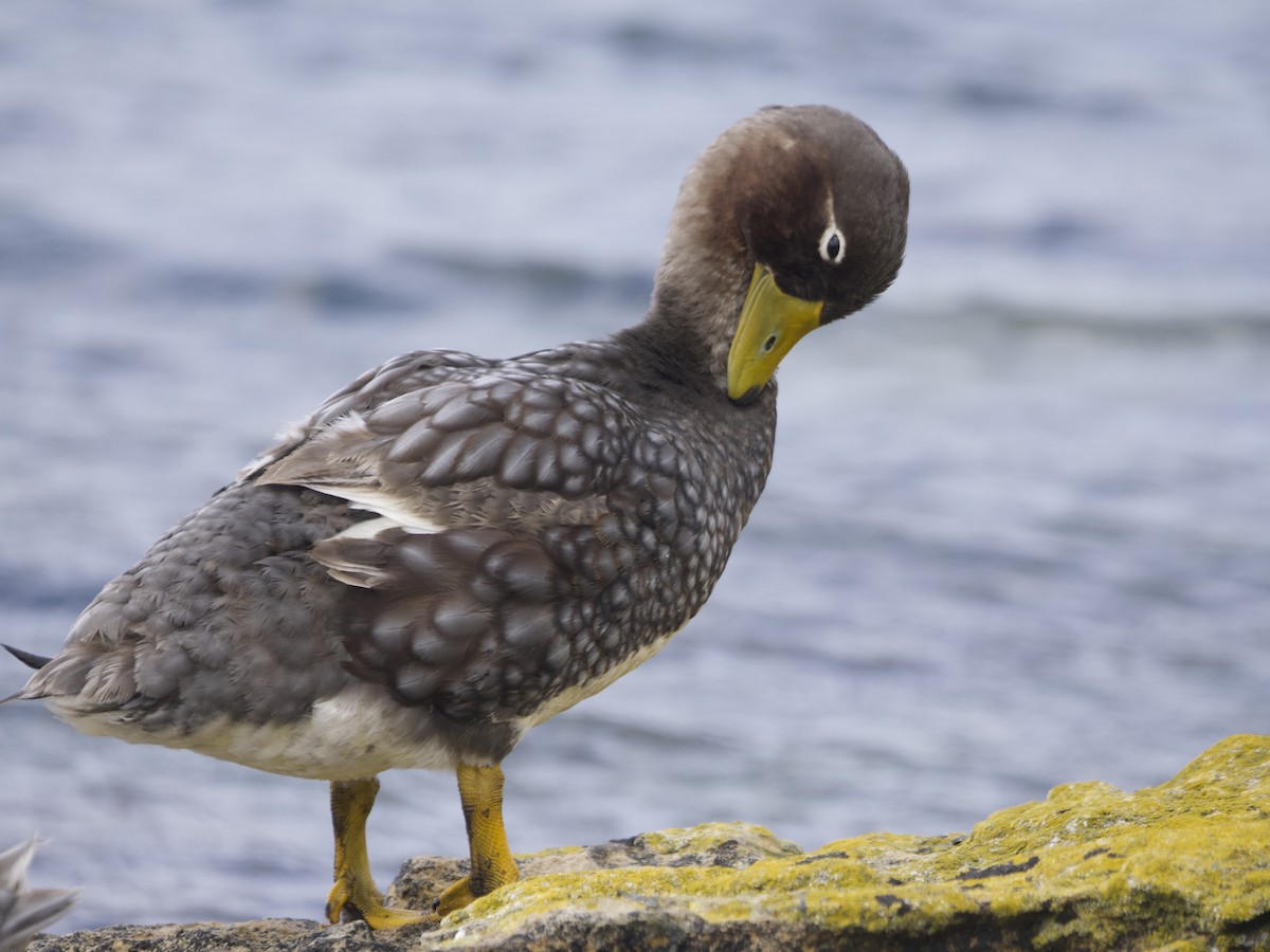 Falkland Steamer-Duck - ML612982371