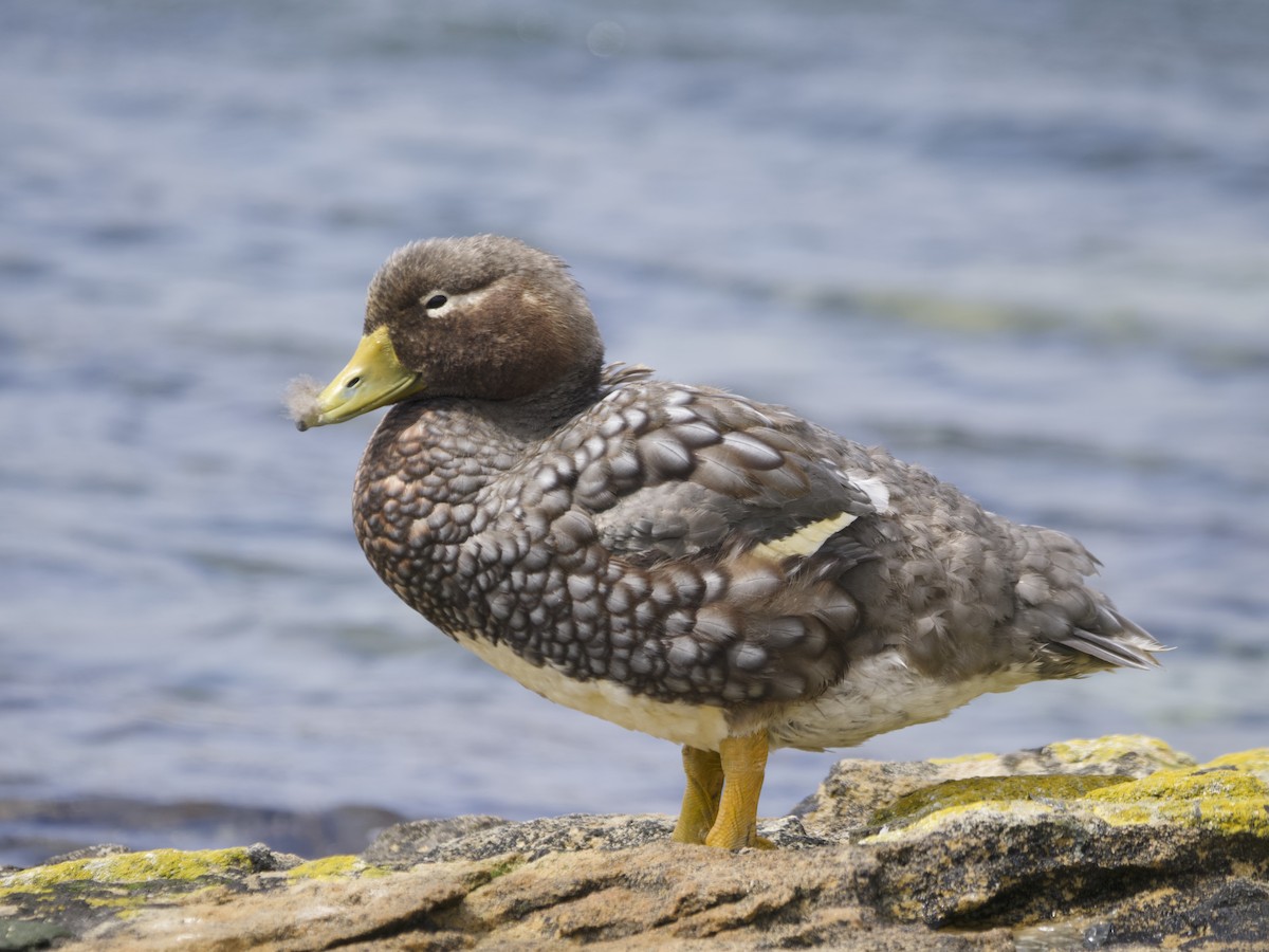 Falkland Steamer-Duck - ML612982372