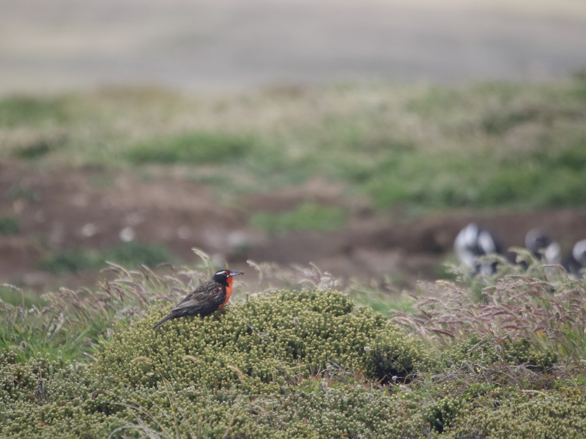 Long-tailed Meadowlark - ML612982415