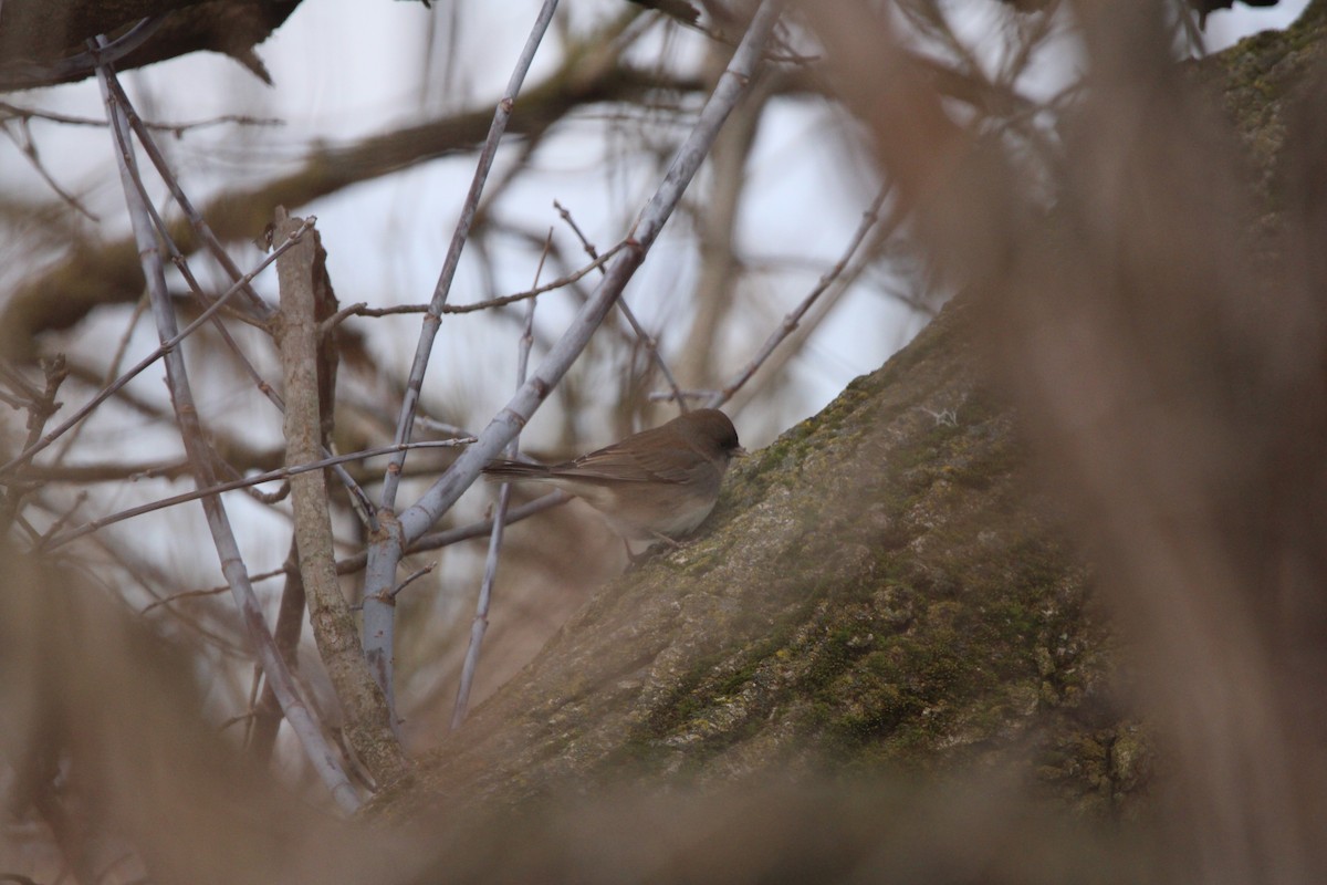 Junco ardoisé - ML612982437