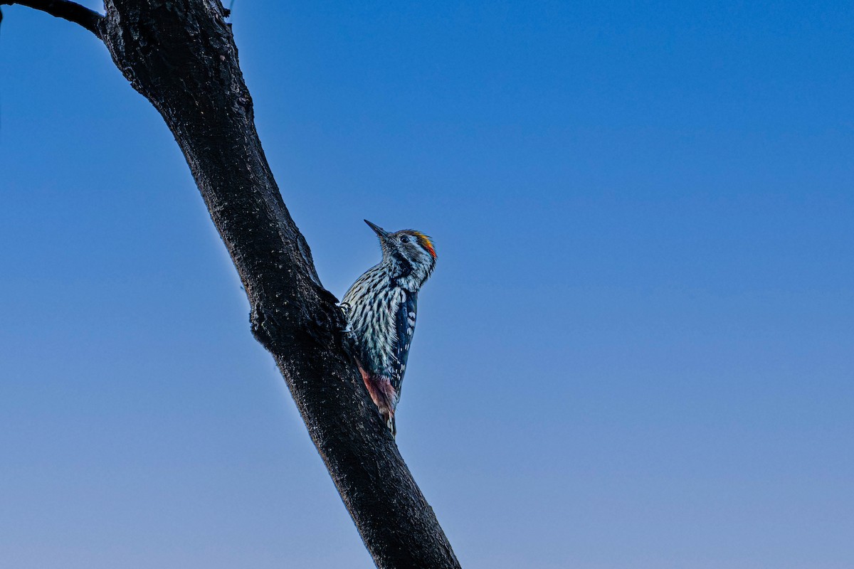 Brown-fronted Woodpecker - Akshay Bhandari