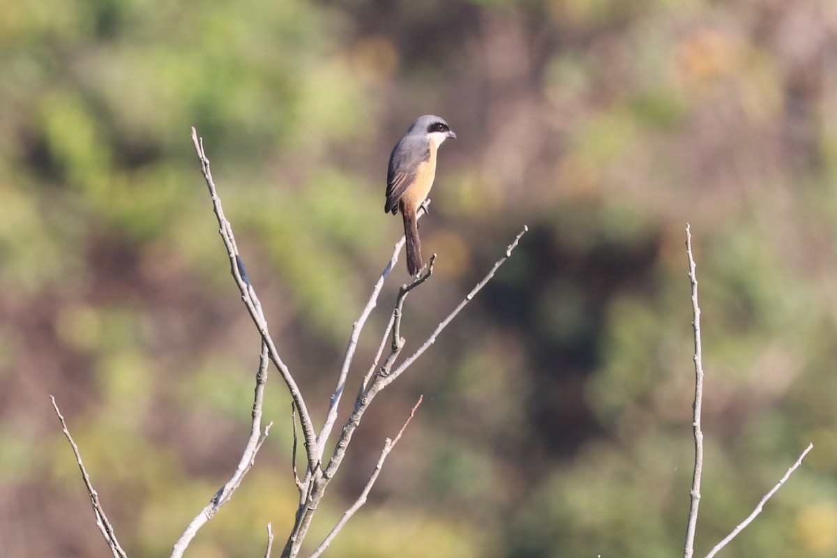 Gray-backed Shrike - ML612982531