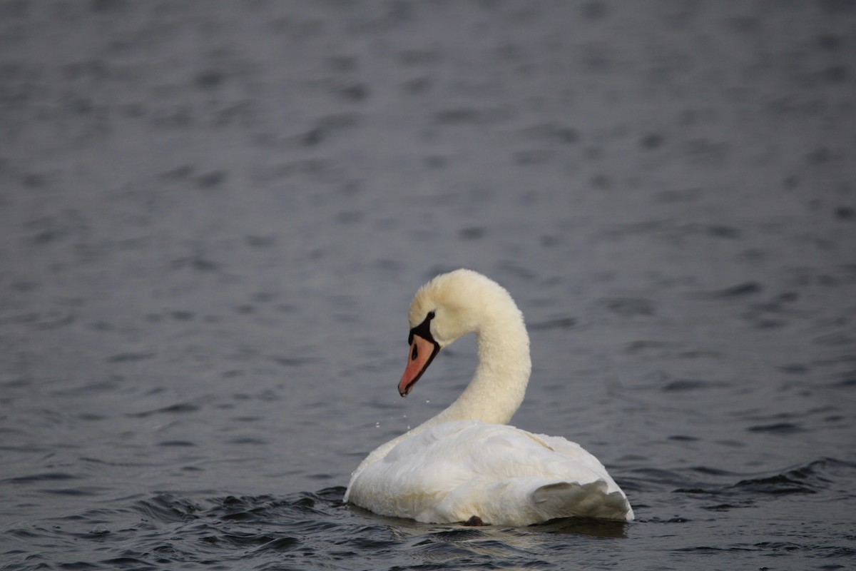 Cygne tuberculé - ML612982540