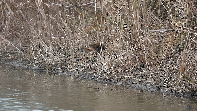 Brown-cheeked Rail - ML612982562