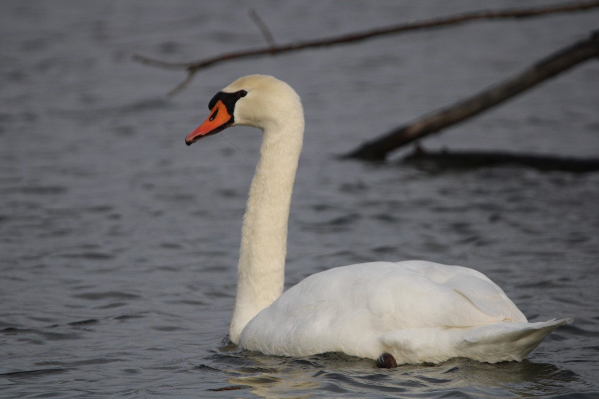 Cygne tuberculé - ML612982578