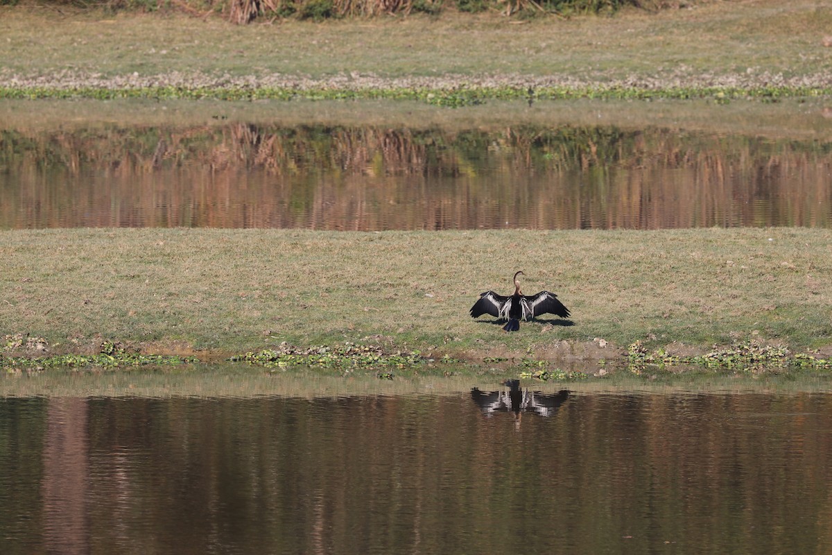 anhinga indomalajská - ML612982622