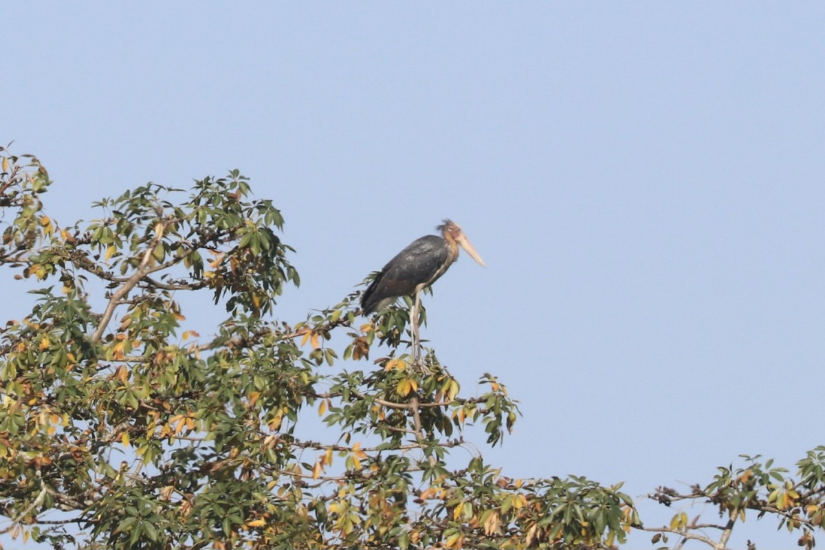 Lesser Adjutant - Sabarna Salil