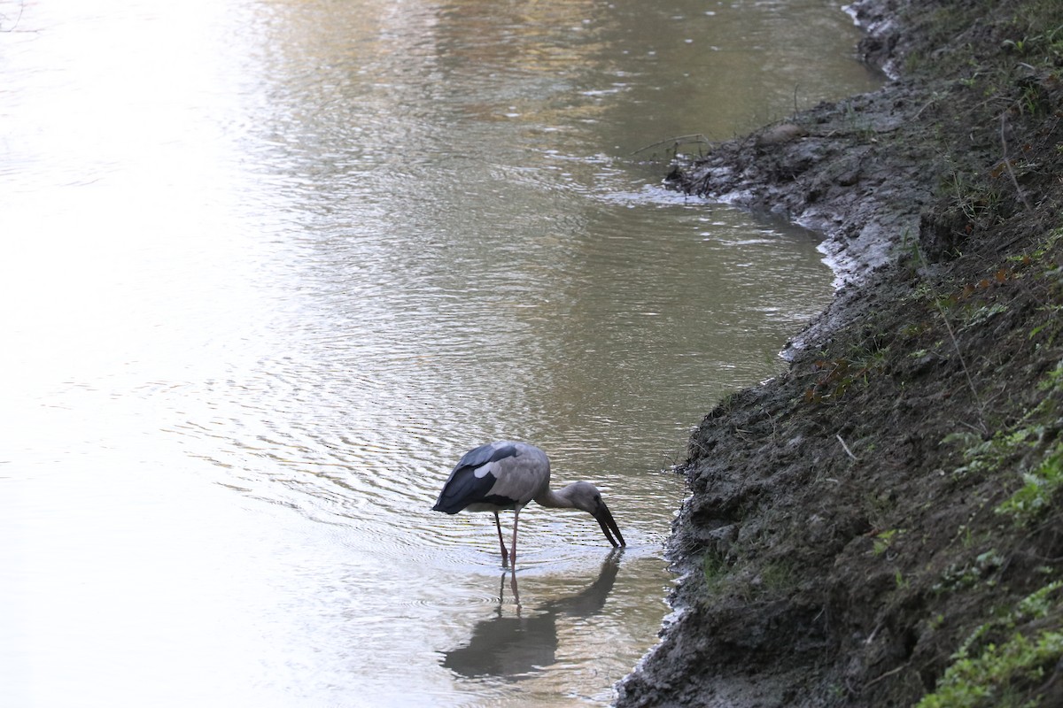 Asian Openbill - ML612982650