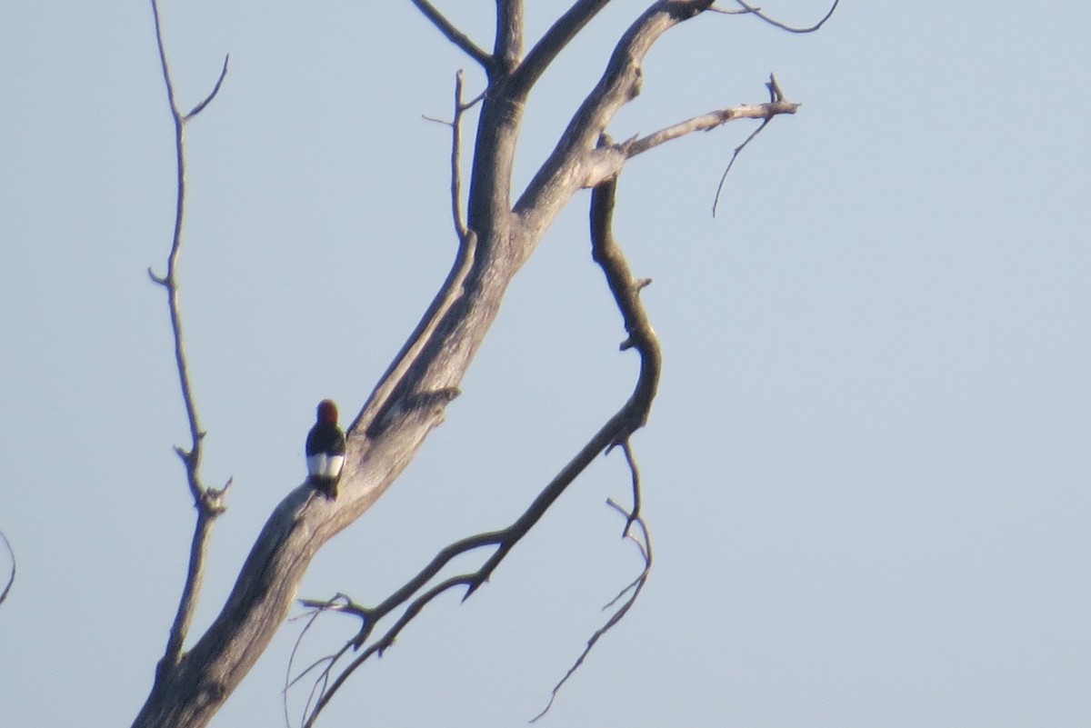 Red-headed Woodpecker - ML61298271