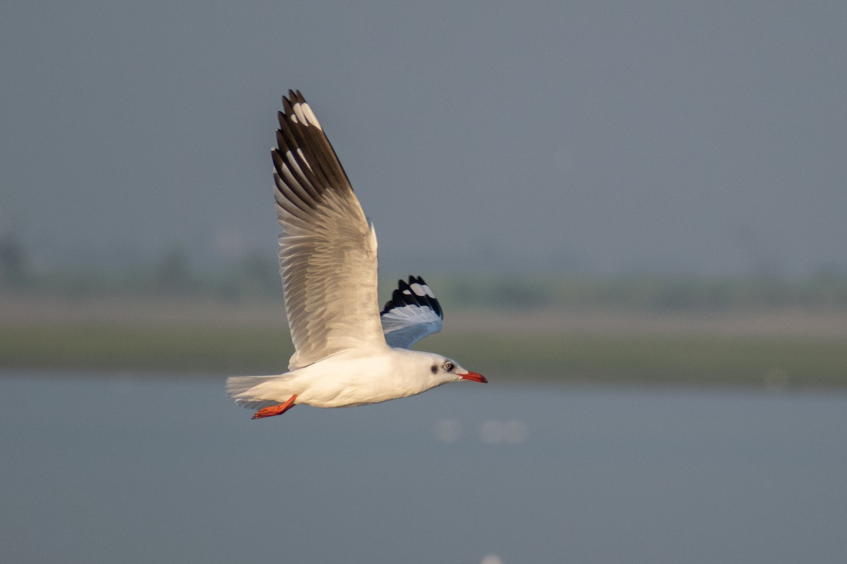 Brown-headed Gull - ML612982743