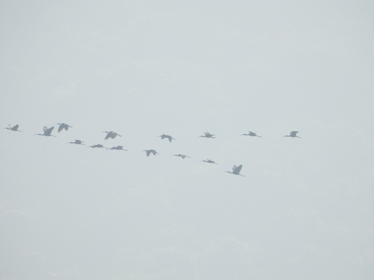 Glossy Ibis - ML612982786