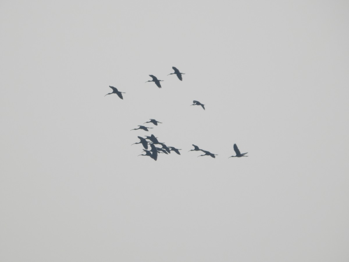 ibis hnědý - ML612982793