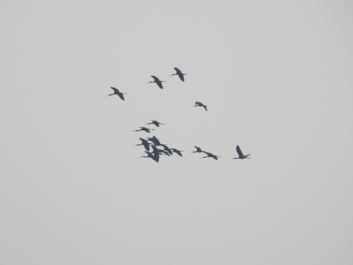 Glossy Ibis - ML612982793