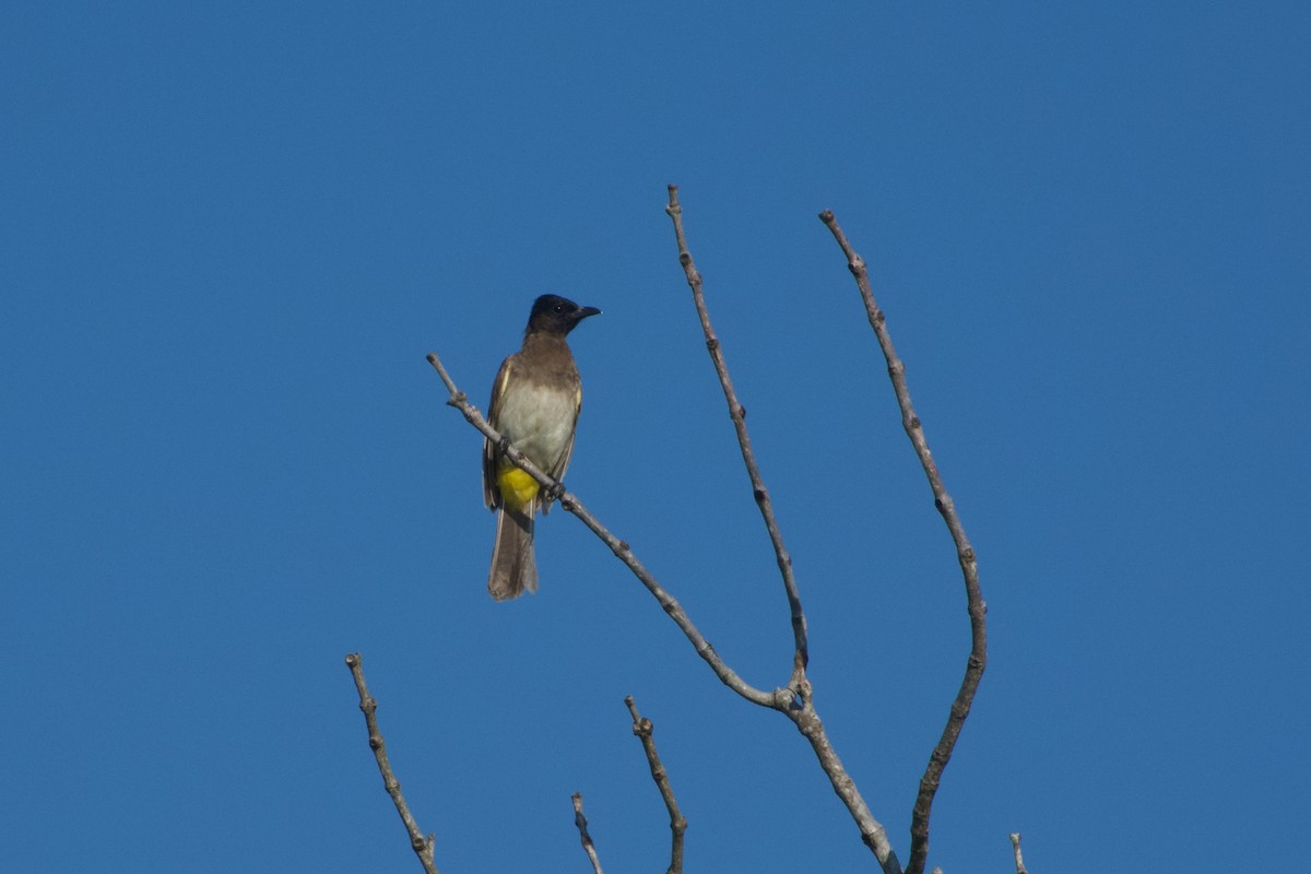 Common Bulbul (Dark-capped) - ML612982821