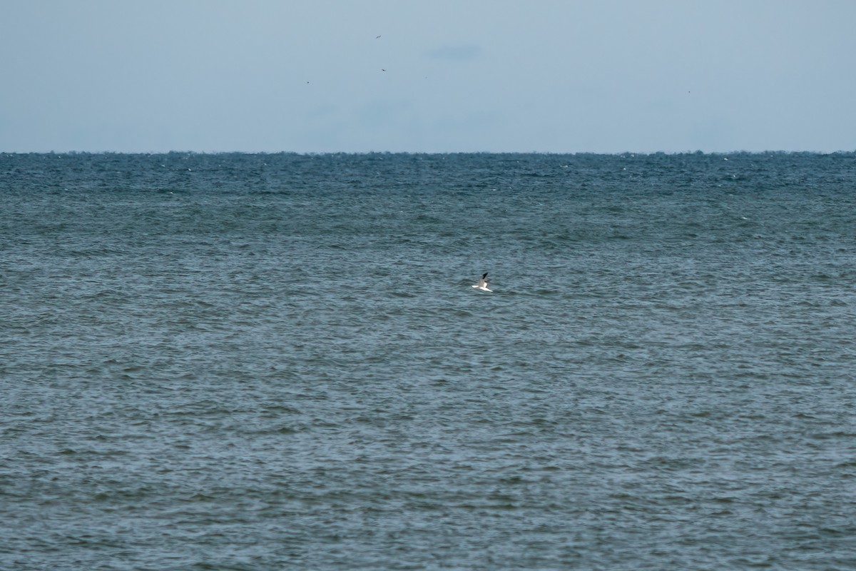 Northern Gannet - ML612982878