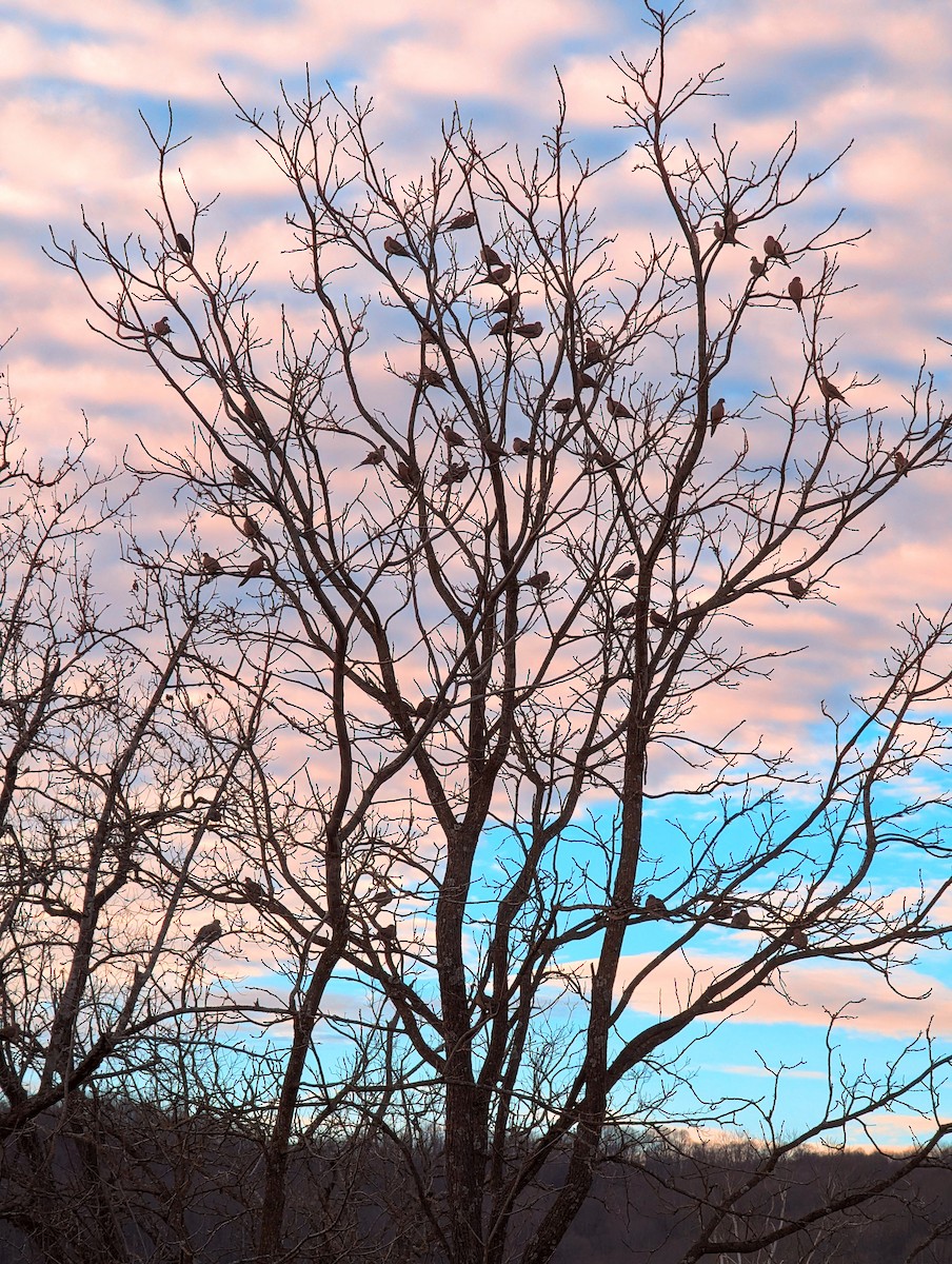 Mourning Dove - ML612982904