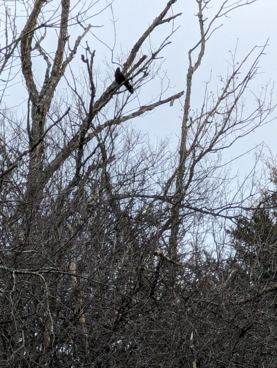 American Crow - ML612982915