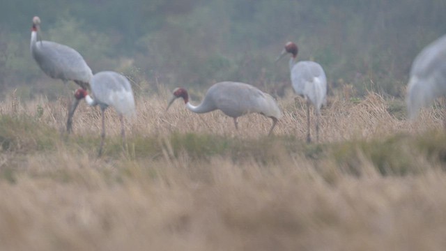 Sarus Crane - ML612983000