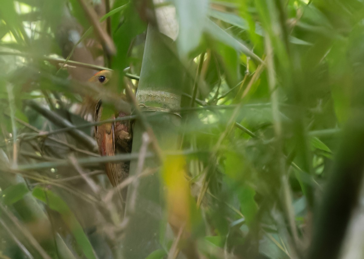 Pale-headed x Bamboo Woodpecker (hybrid) - ML612983087