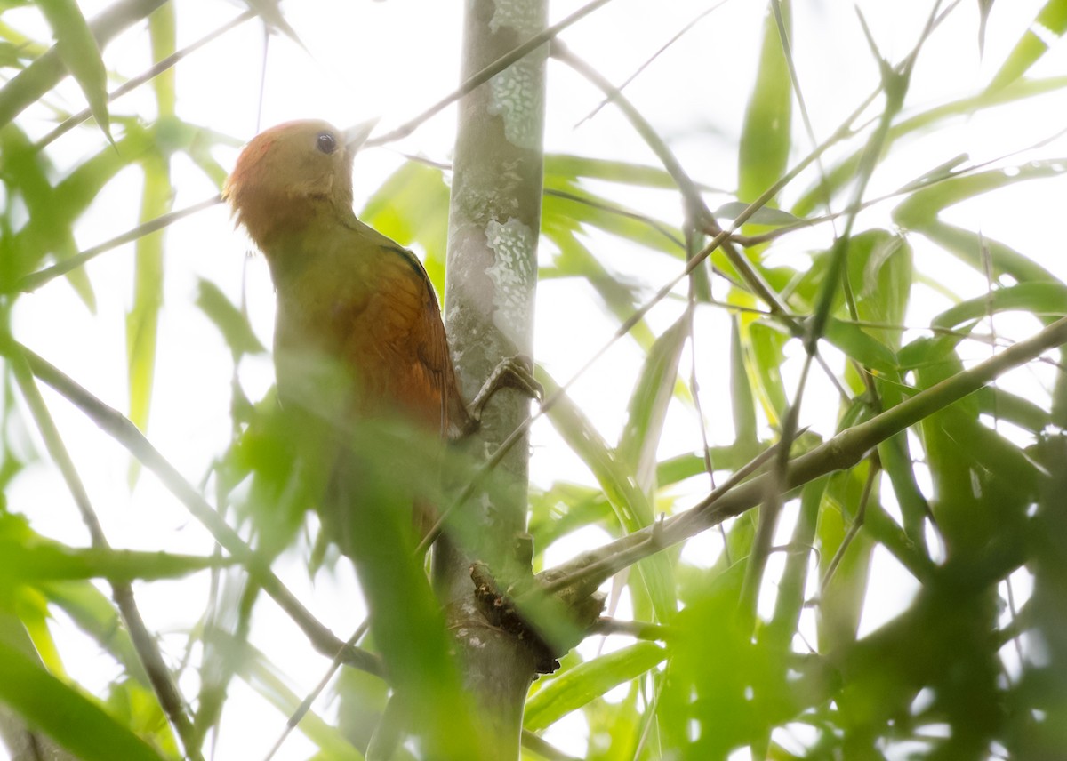 Pale-headed x Bamboo Woodpecker (hybrid) - ML612983088