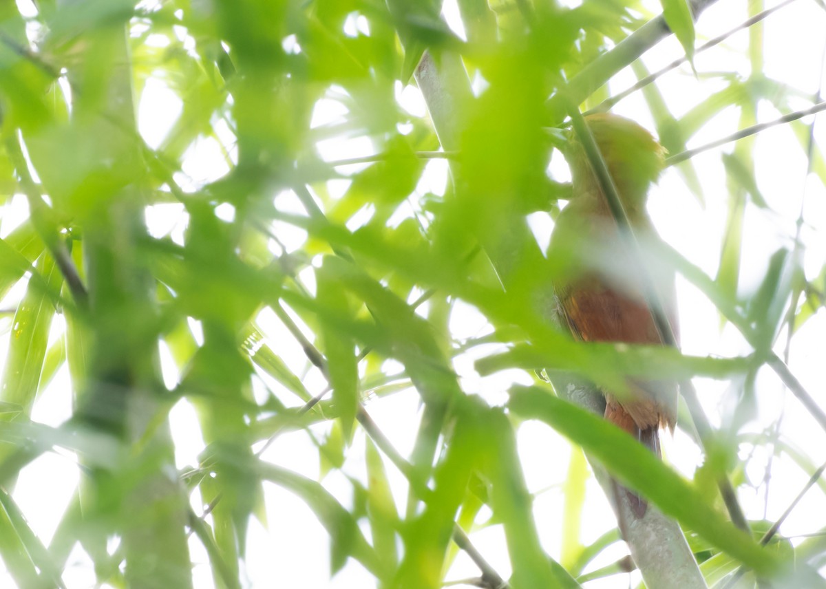 Pale-headed x Bamboo Woodpecker (hybrid) - ML612983089
