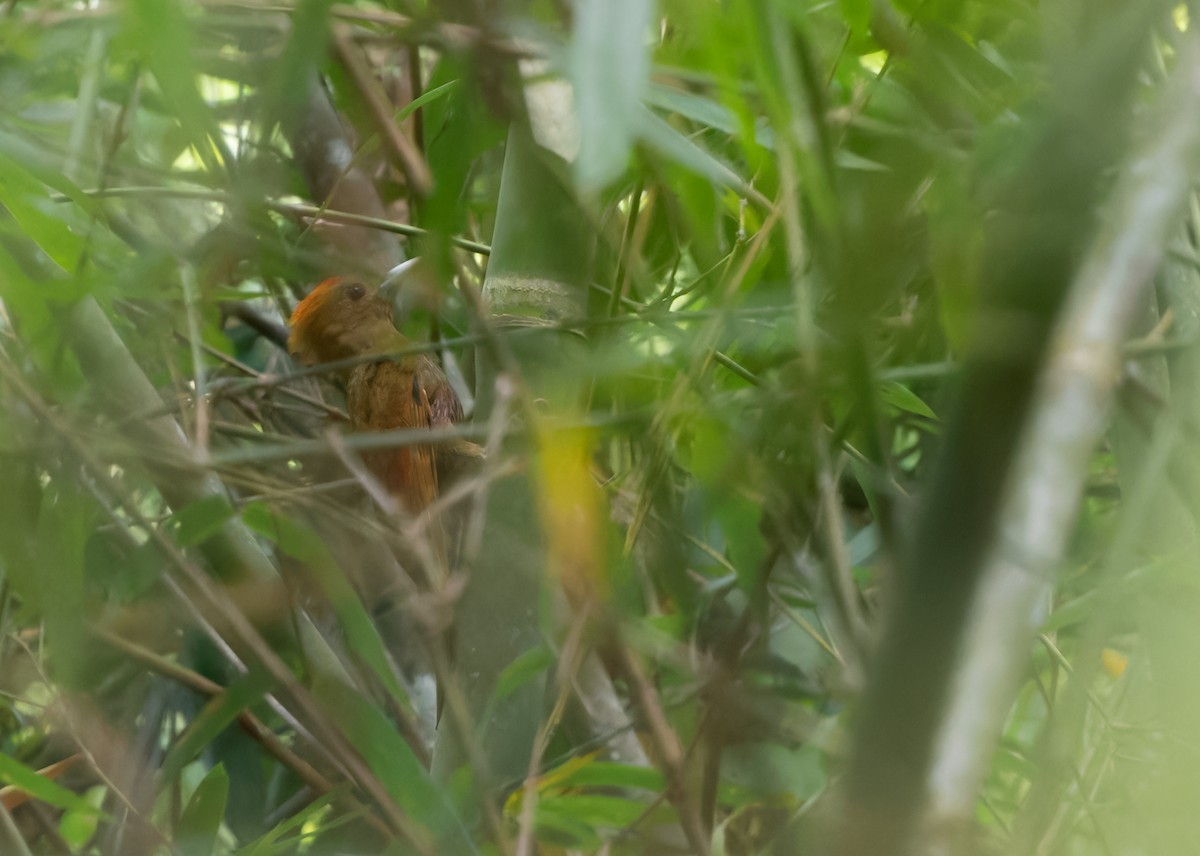 Pale-headed x Bamboo Woodpecker (hybrid) - ML612983090