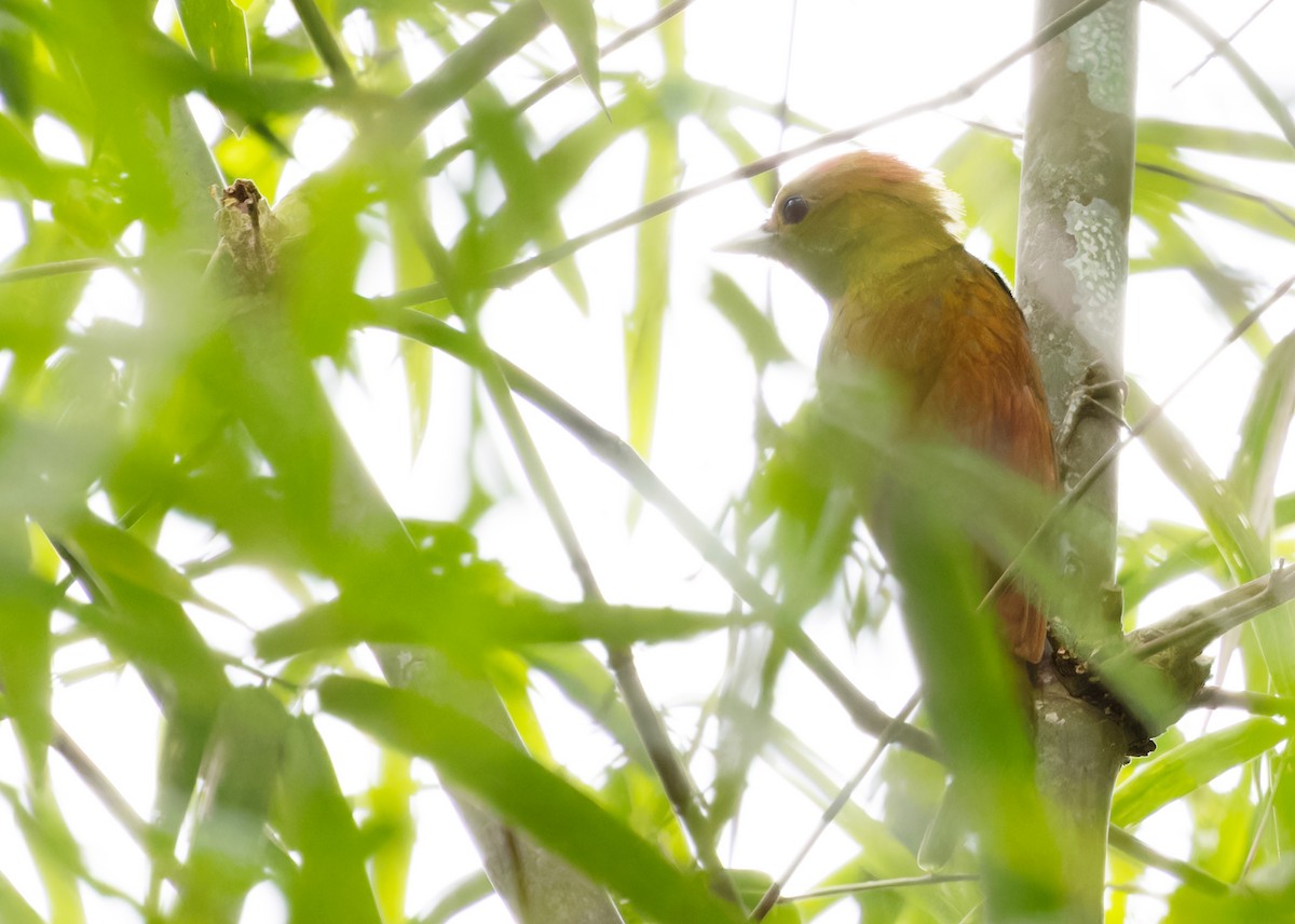 Pale-headed x Bamboo Woodpecker (hybrid) - ML612983092
