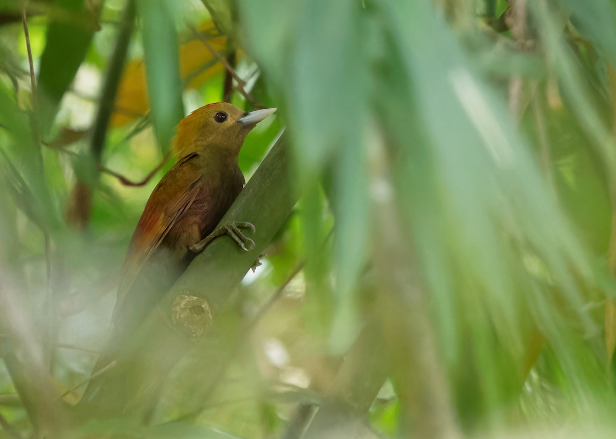 Pale-headed x Bamboo Woodpecker (hybrid) - ML612983093
