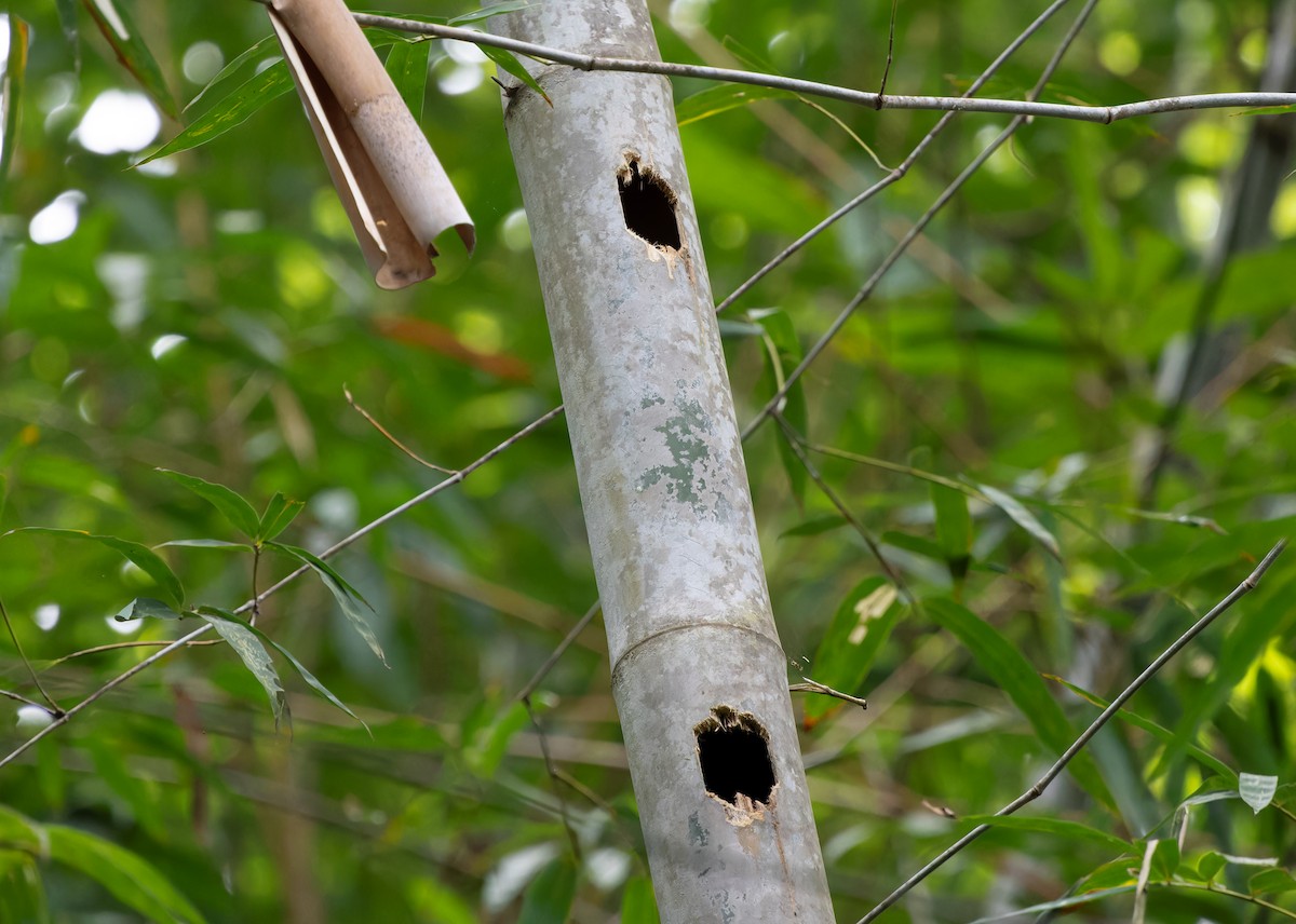 Pale-headed x Bamboo Woodpecker (hybrid) - ML612983094