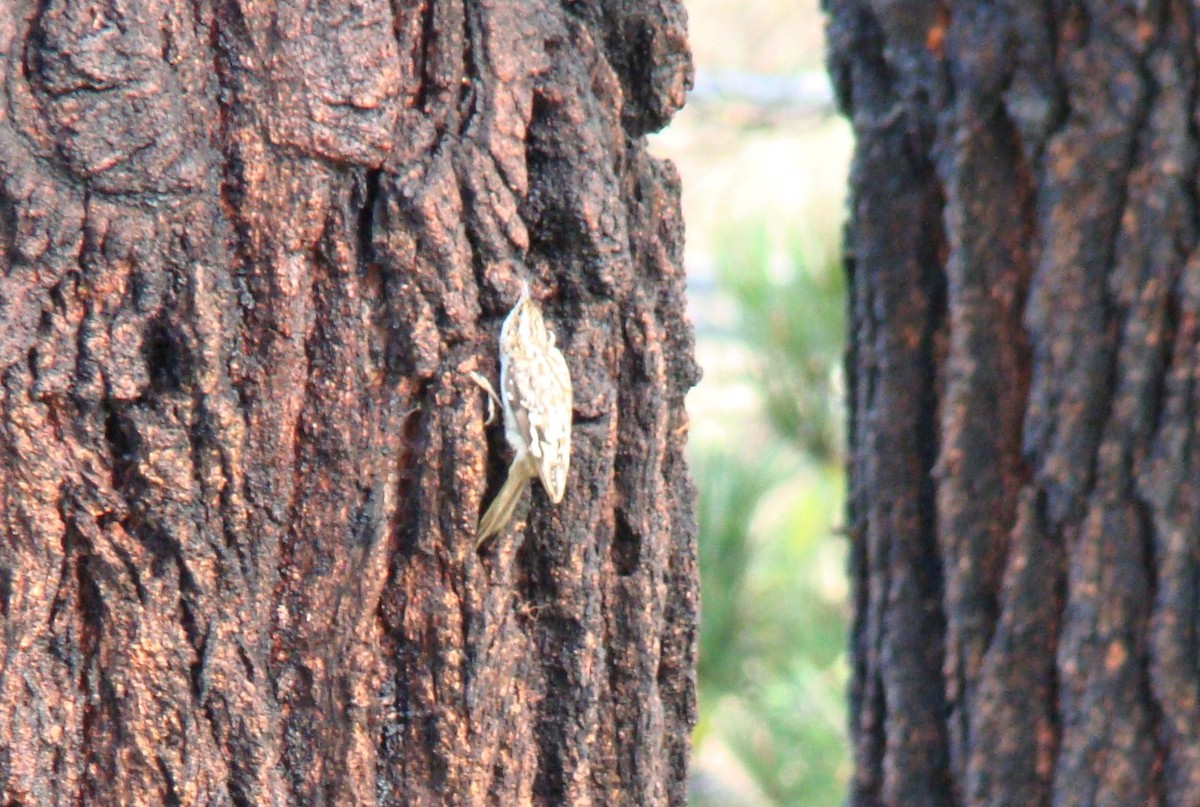Brown Creeper - ML612983132