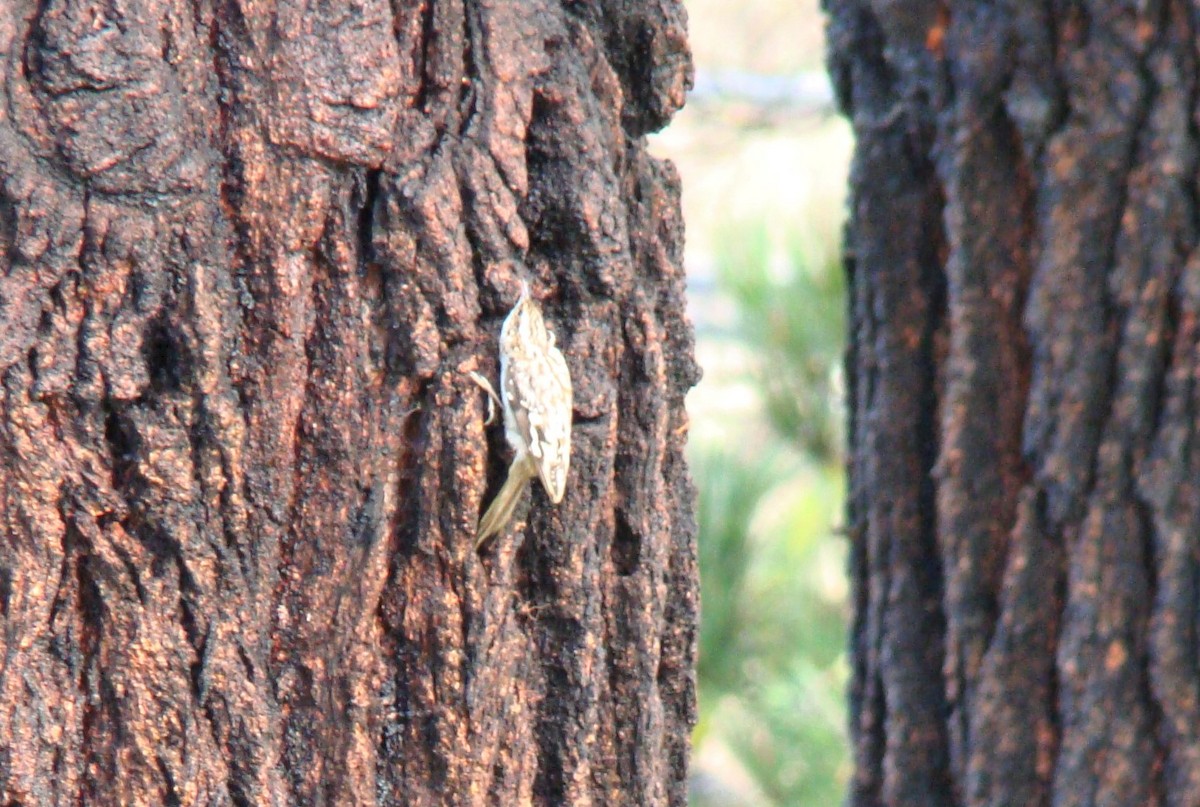 Brown Creeper - undefined