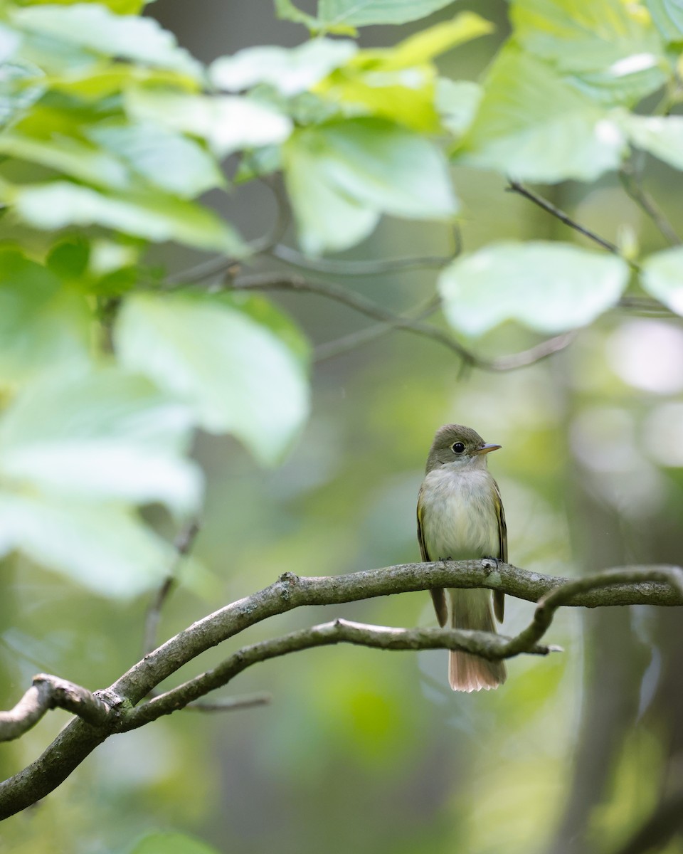 Acadian Flycatcher - Nathan Rees