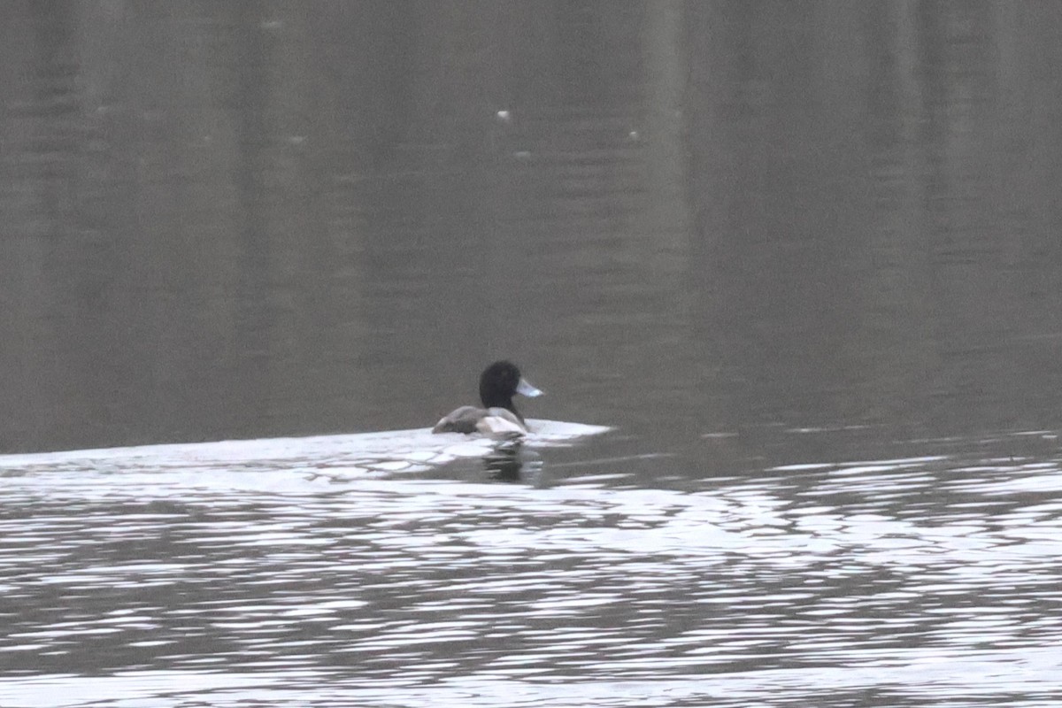 Greater Scaup - ML612983161