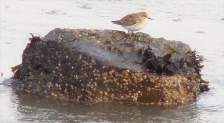Least Sandpiper - ML612983164