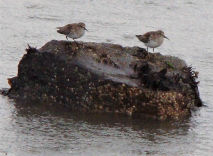 Least Sandpiper - ML612983166