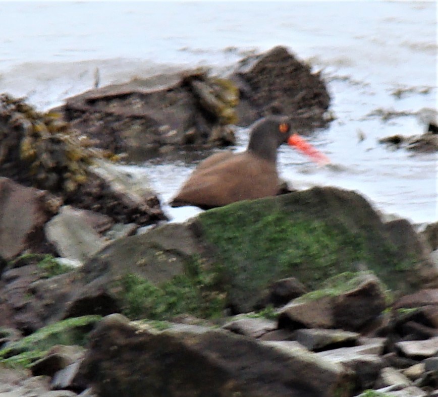 Black Oystercatcher - ML612983174