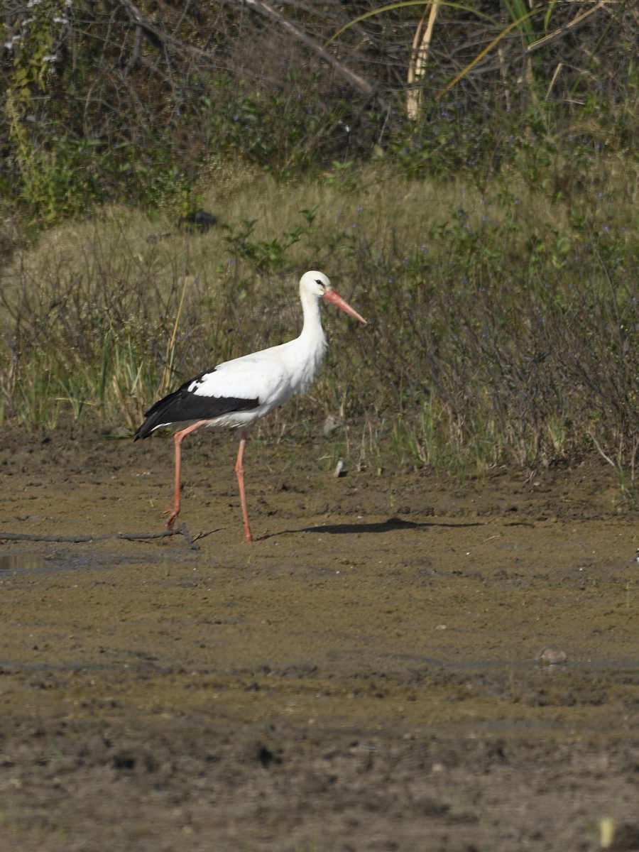White Stork - ML612983210