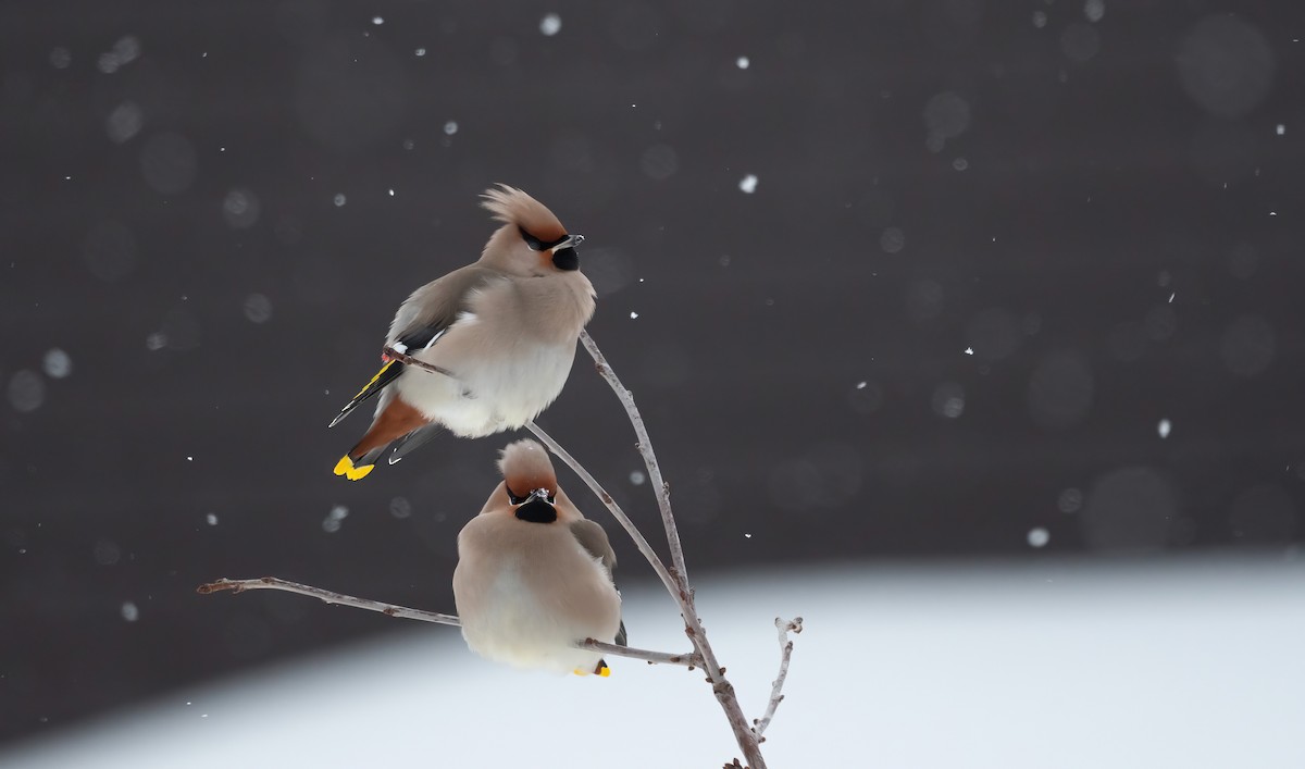 Bohemian Waxwing - ML612983227