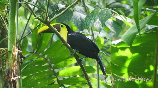 Yellow-throated Toucan - ML612983234