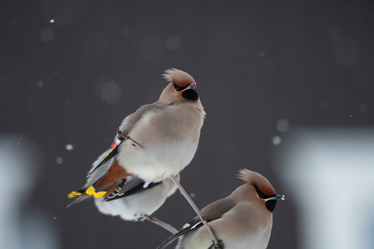 Bohemian Waxwing - ML612983263