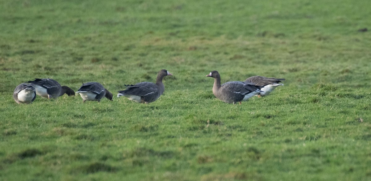 Greater White-fronted Goose (Eurasian) - Ed Stubbs